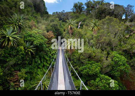 Swing Bridge auf dem Urwald unter Mount Taranaki mit Epiphyten, Egmont National Park, in der Nähe von Stratford, Westküste von North Island, neuen Eifer Stockfoto