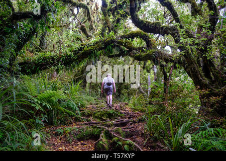 Urwald unter Mount Taranaki mit Epiphyten, Egmont National Park, in der Nähe von Stratford, Westküste von North Island, Neuseeland Stockfoto