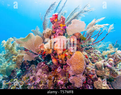 Coral Garden in der Karibik vor der Küste der Insel Roatan Stockfoto