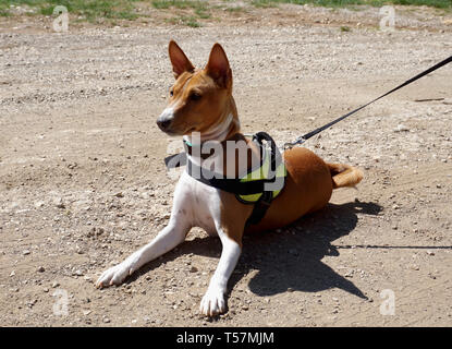 Jagd Hunderasse Basenji liegt auf einer staubigen Straße, Zuhören und lauern Stockfoto