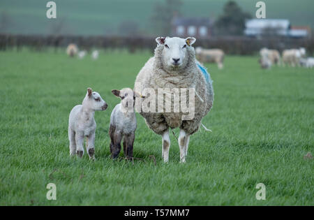 Süße Lämmer in einem Feld mit MOM Stockfoto