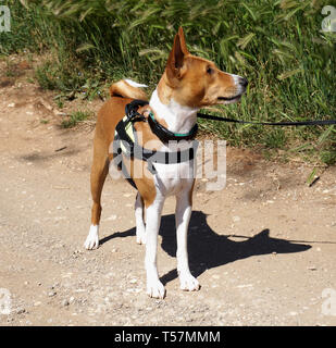 Sehr intelligente barkless junge Basenji Hund an der Leine in der Natur Stockfoto