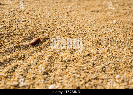 Kleine Schalen gewaschen auf Sunset Beach auf Oahu, Hawaii Stockfoto