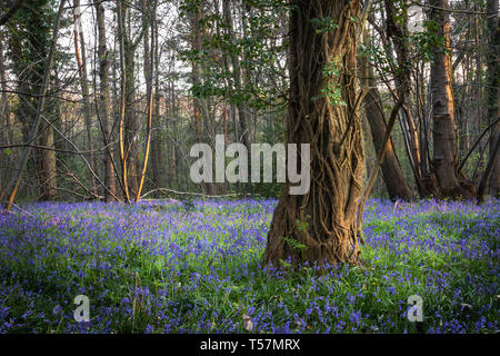 Blue Bells auf dem Waldboden mit schwachem Licht Schlagen der Bäume Stockfoto