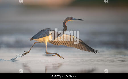 Dreifarbige Heron in Florida Stockfoto