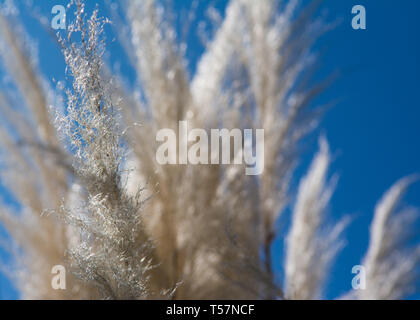 Pampas Gras vor einer atemberaubenden blauen Himmel im Frühjahr. Stockfoto