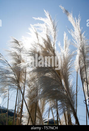 Pampas Gras vor einer atemberaubenden blauen Himmel im Frühjahr. Stockfoto