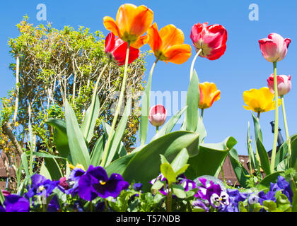 Helle Farben zeigen Sie ein Blumenbeet in der Blüte. Stockfoto