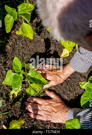 Yorkshire, UK. Ein älterer Mann sitzt auf dem Boden Betten seiner Sonnenblumen in den Boden nach wachsenden die Sämlinge in der Familie zu Hause. Stockfoto