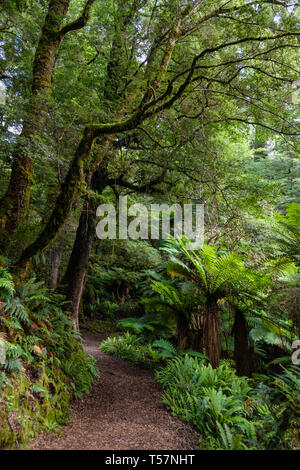 Durch Urwald Weg zum Lake Waikareiti zu Te Urewera, Hawkes Bay Region, North Island, Neuseeland Stockfoto