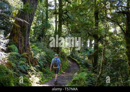 Trail durch den Urwald mit Epiphyten zum Lake Waikareiti zu Te Urewera, Hawkes Bay Region, North Island, Neuseeland Stockfoto