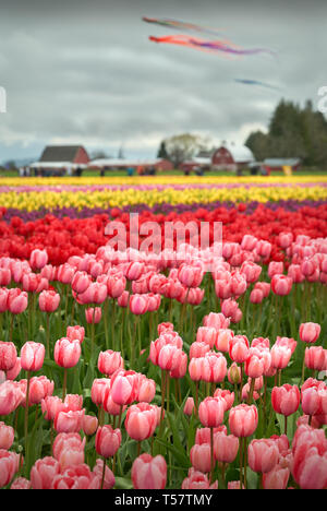 Skagit Valley Tulpen. Ein Feld von Tulpen im Skagit Valley, Washington State. Stockfoto