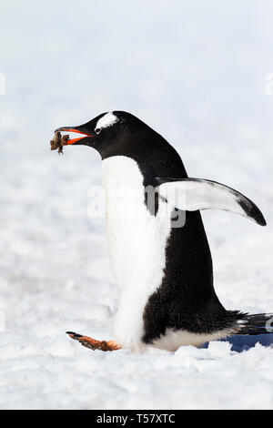 Ein Gentoo Pinguin mit einem Kiesel im Schnabel. Stockfoto