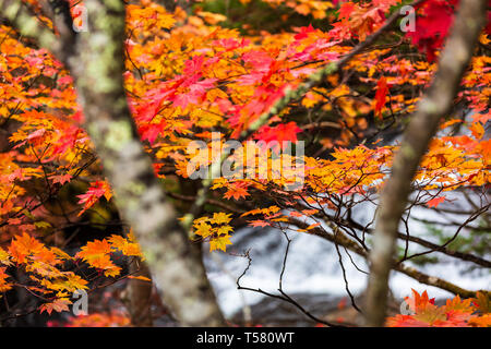 Bunte maple leaf im Herbst Landschaft mit hellen bunten Blättern. Stockfoto