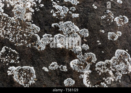 Meer Pilze Textur von Wellen. Stockfoto