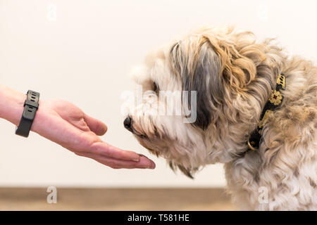 Nahaufnahme oben Hundepfoten und menschliche Hand - Freundschaft zwischen Jack Russell terrier Fuß und menschlich. niedliche Mischling Hund Stockfoto