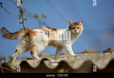 Norwegische Waldkatze kletterte bis auf dem Dach Stockfoto