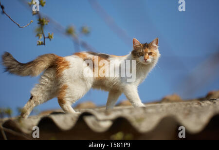 Norwegische Waldkatze kletterte bis auf dem Dach Stockfoto