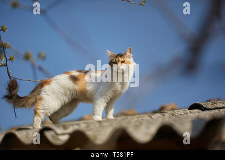 Norwegische Waldkatze kletterte bis auf dem Dach Stockfoto