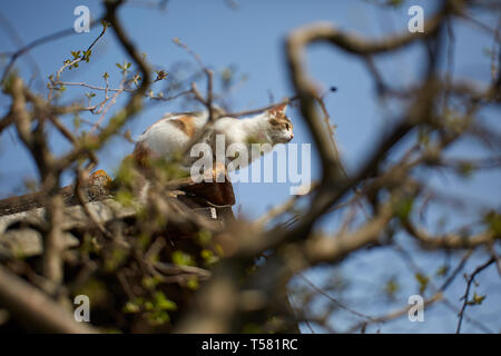 Norwegische Waldkatze kletterte bis auf dem Dach Stockfoto