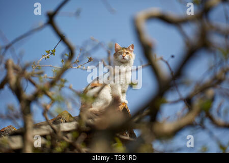 Norwegische Waldkatze kletterte bis auf dem Dach Stockfoto