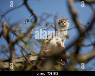 Norwegische Waldkatze kletterte bis auf dem Dach Stockfoto