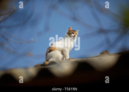 Norwegische Waldkatze kletterte bis auf dem Dach Stockfoto