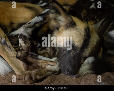 African malte Hunde im Zoo von Chester Stockfoto