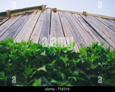 Baracke aus Holz Dach mit grünen Blättern und blauen Himmel Closeup Stockfoto