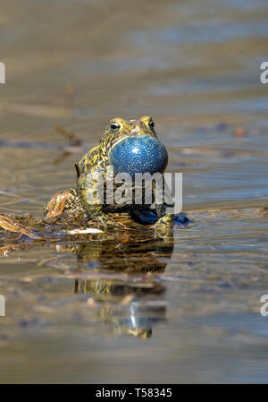 American Toad (Anaxyrus americanus) männliche Berufung während der Paarung im Frühjahr, Iowa, USA. Stockfoto