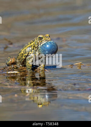 American Toad (Anaxyrus americanus) männliche Berufung während der Paarung im Frühjahr, Iowa, USA. Stockfoto