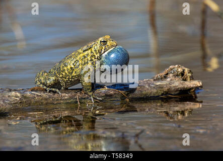 American Toad (Anaxyrus americanus) männliche Berufung während der Paarung im Frühjahr, Iowa, USA. Stockfoto