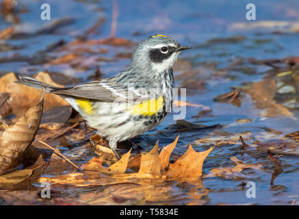 Yellow-rumped Warbler (Setophaga coronata) männliche Jagd am Rande eines Sees während der Migration, Iowa, USA. Stockfoto