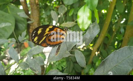 Ventrale Ansicht der Schmetterling Heliconius hecale, der Tiger, longwing Hecale longwing, goldene longwing oder golden heliconian Stockfoto