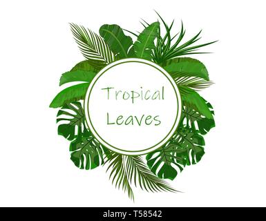 Eingestellt. Grüne tropische Blätter von Bananen-, Kokos, monstera und ogawa. In einem Kreis Platz für Anzeigen, Werbung. Abbildung Stock Vektor
