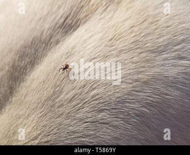 Nahaufnahme der Zecke auf dem Fell eines weißen Hund Stockfoto