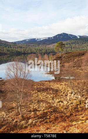 Silber Birke Betula pendula und alten Caledonian Pine Tree auf grasbewachsenen Moor mit Loch Beinn a 'Mheadhoin über Glen Affric National Nature Reserve Stockfoto