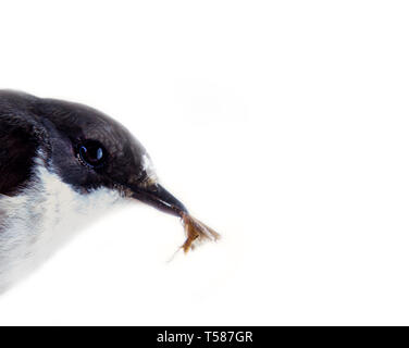 Schopftyrann gefangen hat Motte (tineid). Portrait der männlichen pied Schopftyrann (Ficedula 'So Sweet) auf weißem Hintergrund Stockfoto