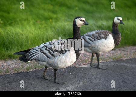 Wilde Gänse, schöne Gans. Nonnengänse, Branta leucopsis, in der Flut Wiesen in der Nähe von Sea gefüttert, nip Getreide im Herbst, Frühling Migration migration Stockfoto