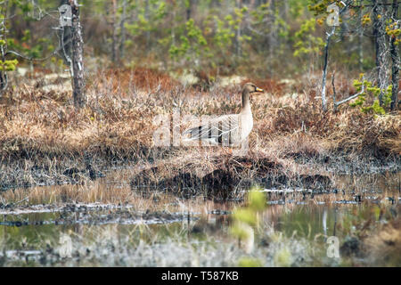 Wald - Zucht bean Goose (Anser fabalis fabalis) Unterarten. Diese Gans ist einfach in den Wald, die für andere tiefland Gees ungewöhnliche eindringen kann Stockfoto