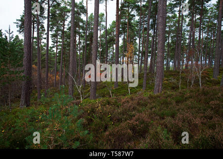 Kiefer Pinus sylvestris in Anagach Woods Grantown on Spey Morayshire Highland Schottland Großbritannien Oktober 2015 Stockfoto