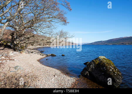 Loch Arkaig und Common Alder Alnus glutinosa Lochaber Highland Schottland März 2017 Stockfoto