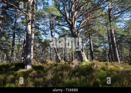 Schwarz Holz von Rannoch alten Kaledonischen Wald Perthshire Schottland März 2017 Stockfoto