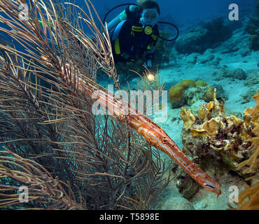 West Atlantik trompetenfisch oder Trompetenfisch (Aulostomus Maculatus) und Scuba Diver, Bonaire, Niederländische Antillen, Karibik Stockfoto