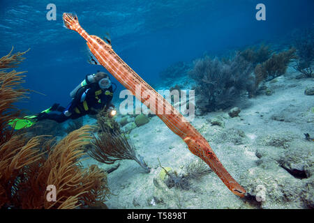 West Atlantik trompetenfisch oder Trompetenfisch (Aulostomus Maculatus) und Scuba Diver, Bonaire, Niederländische Antillen, Karibik Stockfoto