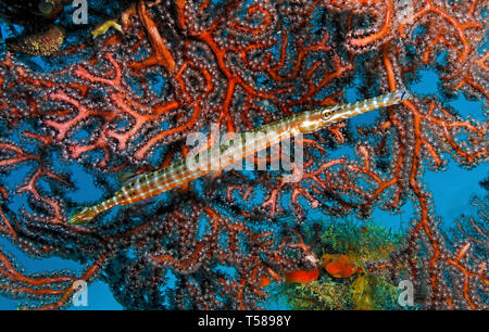 West Atlantik trompetenfisch oder Trompetenfisch (Aulostomus maculatus), an einem roten Gorgonien (gorgonacea), Insel Grenada, Karibik Stockfoto