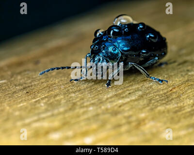 Alder Leaf Beetle Stockfoto
