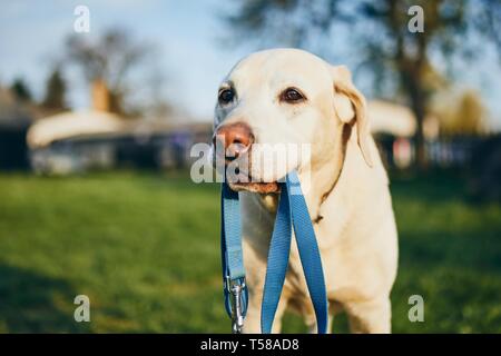 Hund mit Leine in den Mund. Süße Labrador Retriever warten auf gehen auf den Innenhof des Hauses. Stockfoto