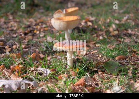 Amanita muscaria, allgemein bekannt als the fly Agaric oder amanita mit bokeh Hintergrund fliegen Stockfoto