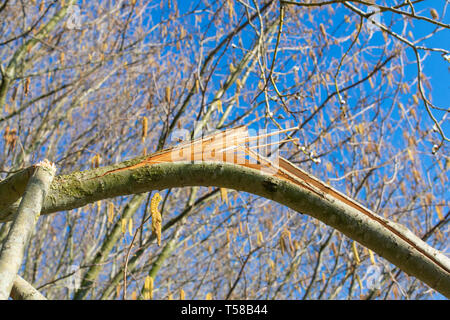 Gebrochenen Zweig nach einem Sturm im Frühjahr des Alnus glutinosa oder die Erle Stockfoto